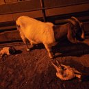 어미들 농장 이미지