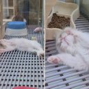 창원고양이분양 퍼스트캣 창원점 | [창원고양이분양 퍼스트캣 창원점] 귀여운 고양이와 함께 행복을 나누세요!