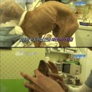 안녕 멍멍아 이미지