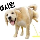 닥터호오동물병원 네이버블로그