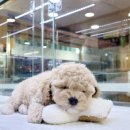 엔젤독스애견 이미지