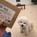 몰리(MOLY) | 가볍고 예쁜 강아지 인식표 M.MOLY 엠몰리 3g 린넨 노버클 목걸이 내돈내산 후기