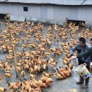 관영농장 이미지