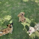 자연속의 펫 이미지