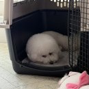 서원켄넬 네이버블로그