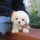 곱슬강아지 | 광주강아지분양 궁금해? 미유펫에서 해결한 솔직 후기