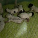 개벤져스(Gaevengers) 이미지