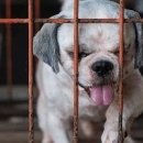 펫 온 - Pet on 이미지