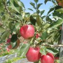 [마감]양광 사과 새빨갛고 과육이 단단한 오래 저장되는 GAP인증 양광 사과 판매합니다. 이미지