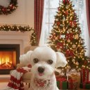 다올 그루밍 이미지