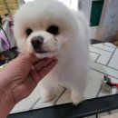 정말귀엽개 이미지