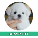 아기천사애견샵