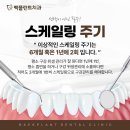 백플란트 치과의원 네이버블로그