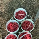 씨프로팜 | 라즈베리 따다가 뱀한테 물림 🐍🍓&amp; 농장 한 달 차 후기 👩🏻‍🌾