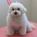 멍쌤 펫 살롱 이미지