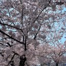 증산3교옆 | 서울 벚꽃 명소 불광천 개화시기, 벚꽃축제, 벚꽃뷰 식당, 카페 정보