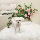 프리멍 샵 애견미용 | 구미 형곡동 애견미용_멍뜰리에_봄맞이 강아지 미용했어요~