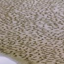 롤로(Rollo) 이미지