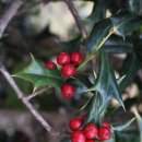 호랑가시나무열매 이미지