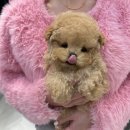 대구강아지분양 럽댕 이미지