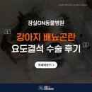 요도 | 강아지 요도결석 배뇨곤란 수술 치료 후기