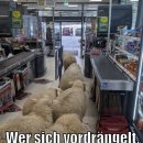 양떼마트 이미지