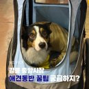 중앙애견 | 강릉 중앙시장 중대형견 애견동반 후기 주차 꿀팁(26년 5월 기준)