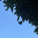 칸쿤 신혼여행 스칼렛아르떼 액티비티 후기 :: Xenote (세노떼)