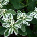 춘하추동 이미지