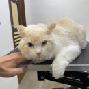 쥬디캣(Judy Cat) 이미지