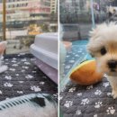 도그마루 강아지 고양이 부산점 이미지