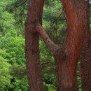 連理木(연리목)과 比翼鳥(비익조)뜻의 유래 이미지