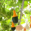 <b>색동</b><b>호박</b>