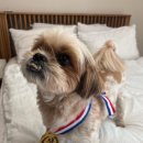 개린이 유치원 | [도크도크] 개린이날 선물 강아지 수제간식 메달쿠키 유치원 답례품 추천🎖🐶