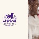 사랑할 개 이미지