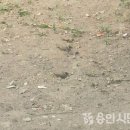 참새놀이터