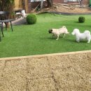 공항 가까운 전원주택 펫시터 이미지