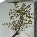 남천 [Nandina domestica, 南天] 이미지