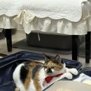 (주)오티사이언스 | [6/9-6/15]밴쿠버 1주차/ 일단,블로그를 시작하는데 6개월전 일상공유라는 점 / 그랜빌아일랜드, 게스...