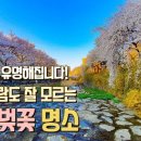 대구 욱수천 산책길 벚꽃과 개나리가 만발하게 이미지