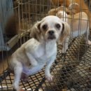 멍멍스토리 이미지