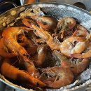 벌떡새우 이미지