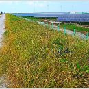 천일태양광발전소 이미지