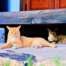 진도농협 특산품 판매장 이미지