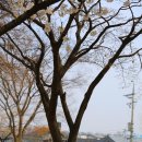 햇살이가득한도서관(심곡동) | 서울 벚꽃 명소 추천 북촌 감성 가득한 정독도서관 벚꽃 후기