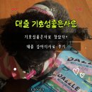 스페셜독 | 기호성좋은사료 대즐 독 양고기&amp;쌀 스몰브리드｜강아지사료 유산균 후기