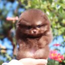 러블릿캔넬 이미지