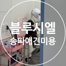 블루시엘 | 송파애견미용 블루시엘 가위컷 후기
