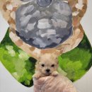 제주 애견 아가야 이미지