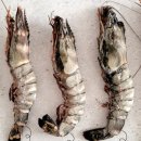 (주)자연산씨푸드